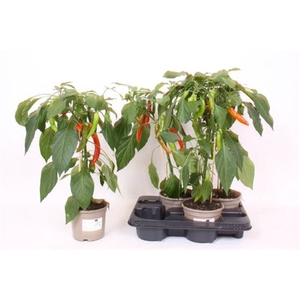 Groenteplanten Peper (Capsicum annuum)