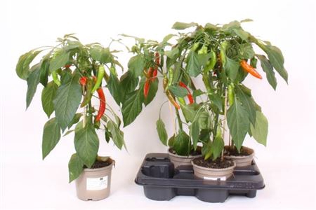 <h4>Groenteplanten Peper (Capsicum annuum)</h4>