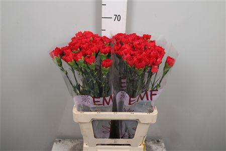 <h4>Di St Grand Slam</h4>