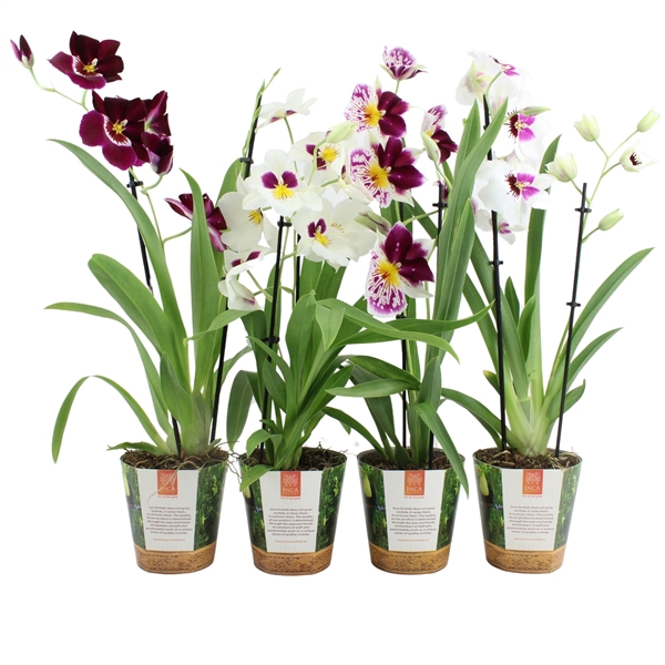 <h4>Inca Miltoniopsis mix 2 spike in Jungle cover</h4>