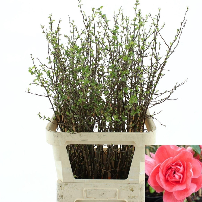 <h4>CHAENOMELES OV</h4>