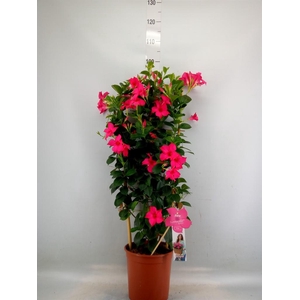 Mandevilla sand. 'SumStar Pink'