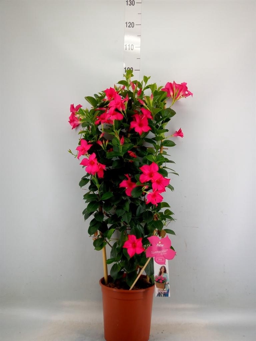 <h4>Mandevilla sand. 'SumStar Pink'</h4>