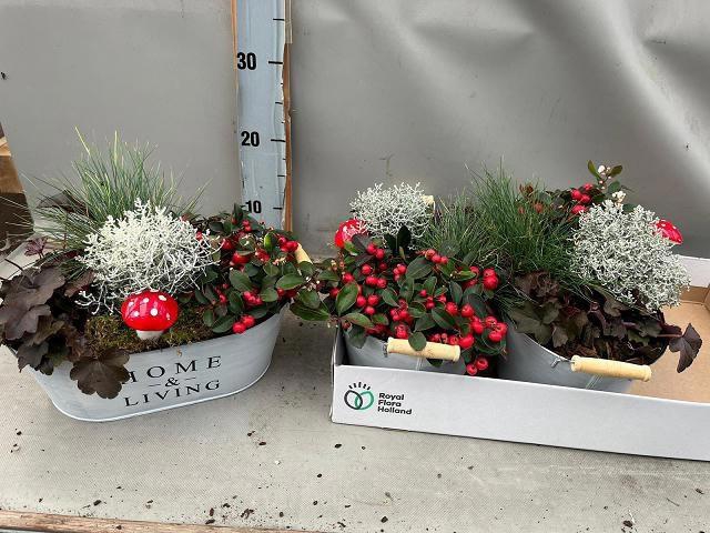 <h4>ARR TUINPLANTEN</h4>