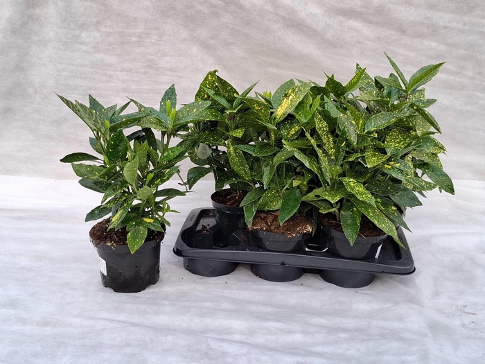 <h4>Aucuba japo. Crotonifolia</h4>