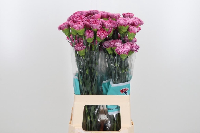 <h4>Di St Special Thill</h4>