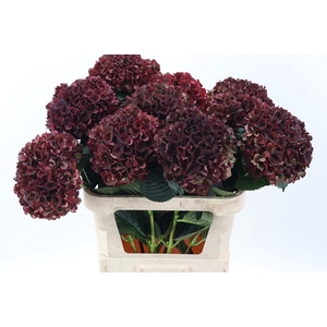 Hydr M Mag Rubyrd Cl