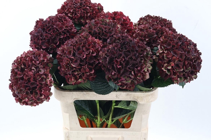 <h4>Hydr M Mag Rubyrd Cl</h4>