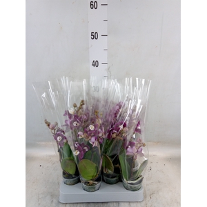 Phalaenopsis multi.   ...