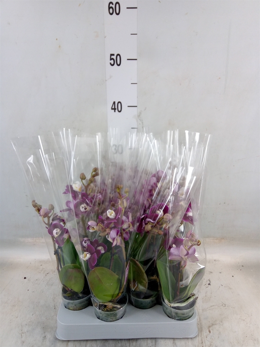 <h4>Phalaenopsis multi.   ...</h4>