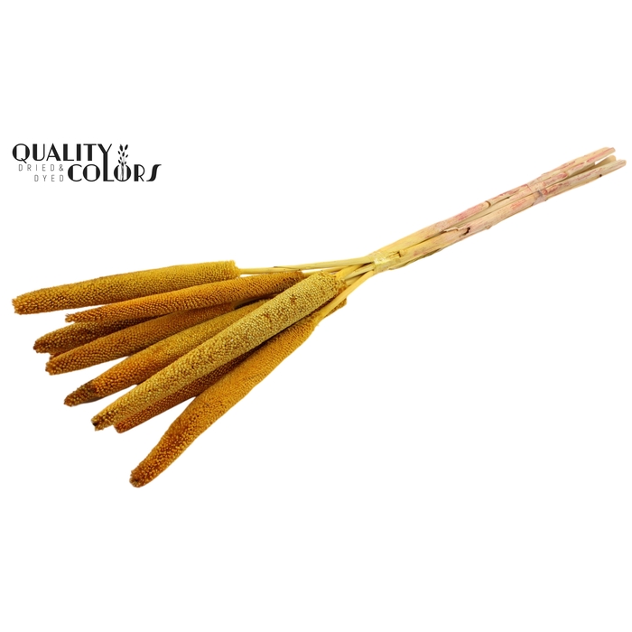 <h4>Babala on natural stem Yellow</h4>