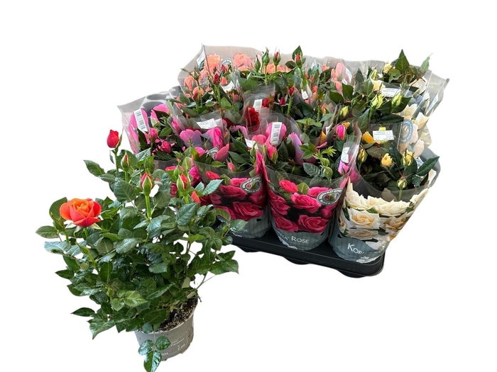 arr8 Ro Kordana Gem 5 Srt