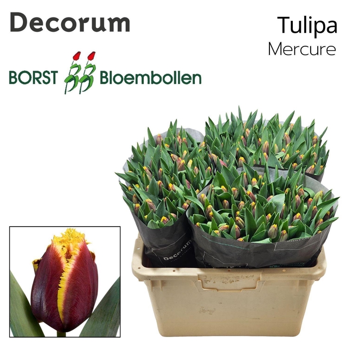 <h4>TU FR MERCURE</h4>