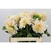 Dahlia Cafe Au Lait Creme