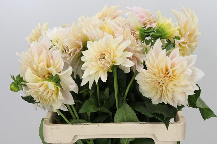 Dahlia Cafe Au Lait Creme