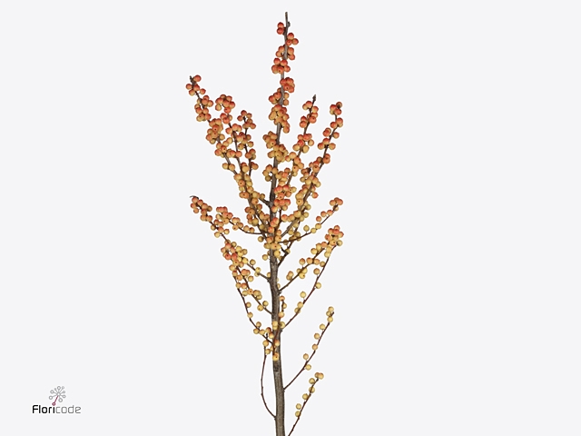 ILEX ILEXIA VICTORIA