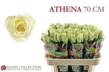 <h4>R Gr Athena</h4>