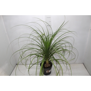 BEAUCARNEA P17