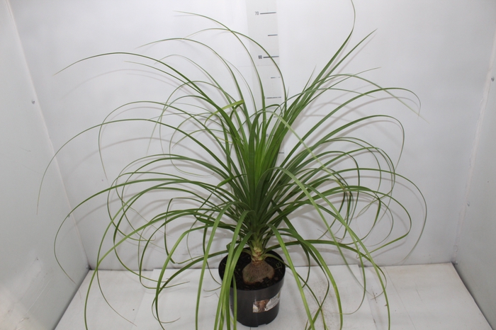 <h4>BEAUCARNEA P17</h4>