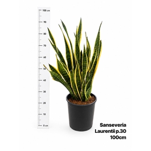 SANSEV LAURENTII