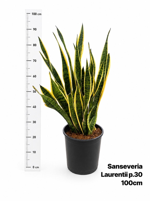 SANSEV LAURENTII