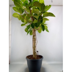 Ficus benghalensis