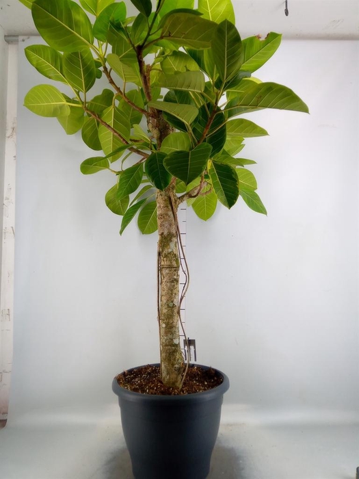 <h4>Ficus benghalensis</h4>