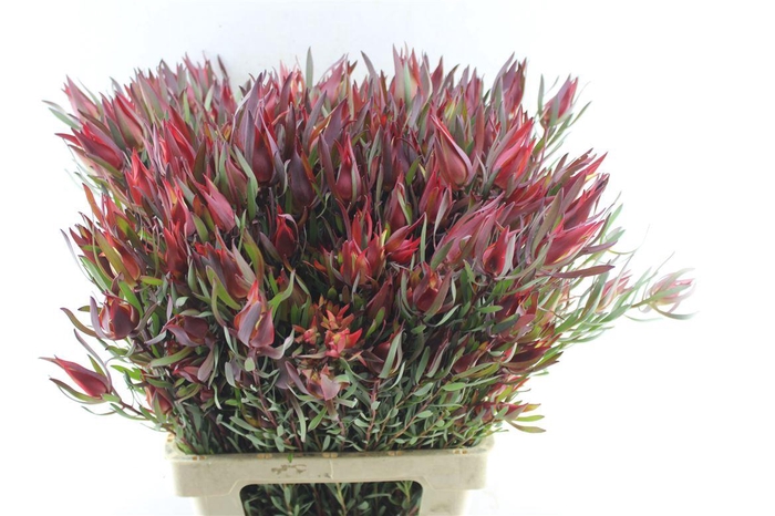 <h4>Leucad Fireglow X 5</h4>