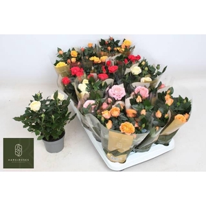 !! PROMO !! ROSA GRANDE KORDANA