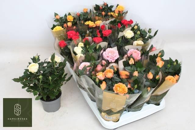 <h4>!! PROMO !! ROSA GRANDE KORDANA</h4>