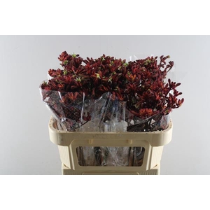 Anigoz Early Spring (rood) L70