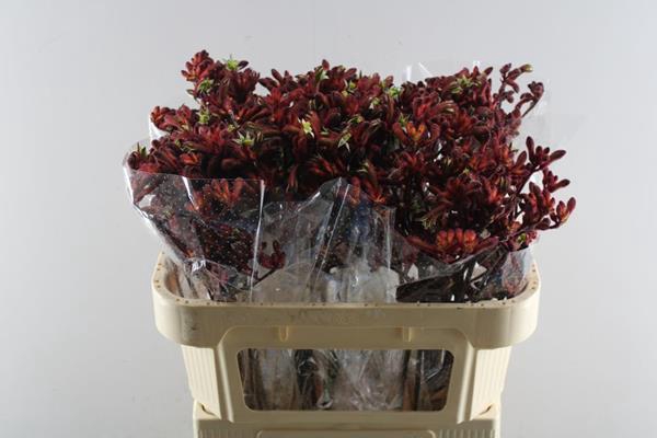 <h4>Anigoz Early Spring (rood) L70</h4>