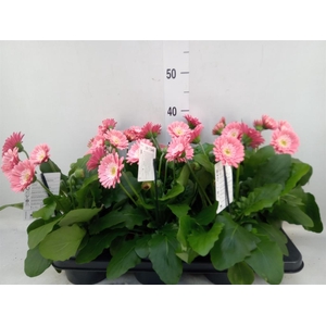 Gerbera  'Garvinea Sweet Memories'