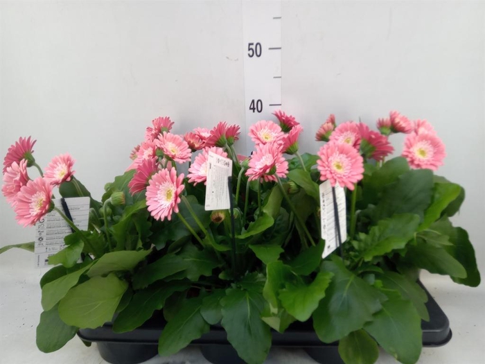 <h4>Gerbera  'Garvinea Sweet Memories'</h4>
