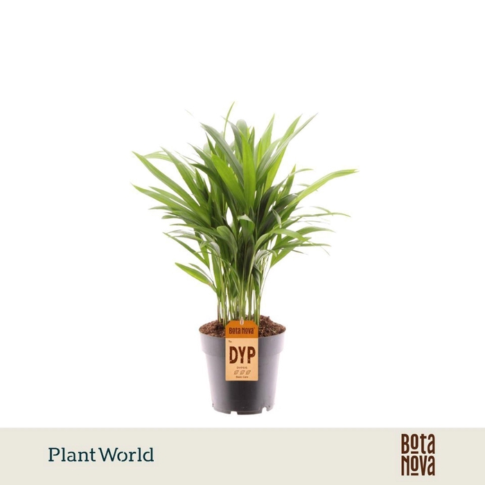 <h4>Chrysalidocarpus</h4>