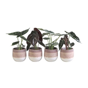 ALOCASIA MIX P6 L 65840