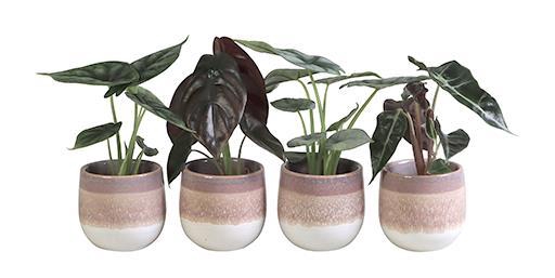 <h4>ALOCASIA MIX P6 L 65840</h4>