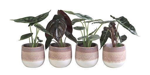 <h4>ALOCASIA MIX P6 L 65840</h4>