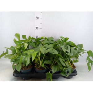 Monstera   ...