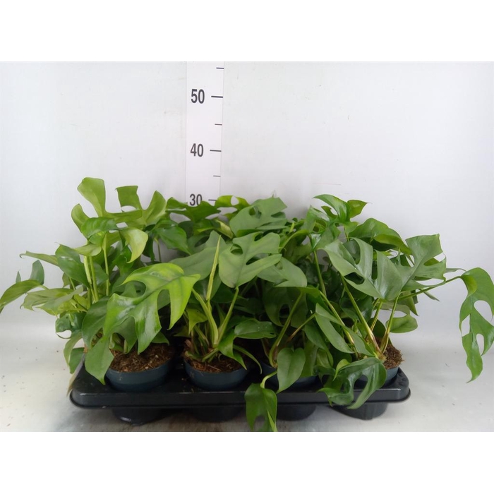 <h4>Monstera ...</h4>