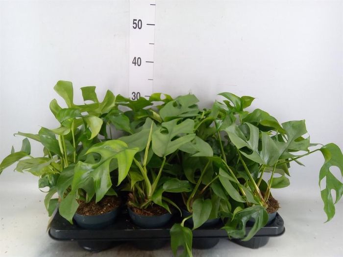 <h4>Monstera   ...</h4>