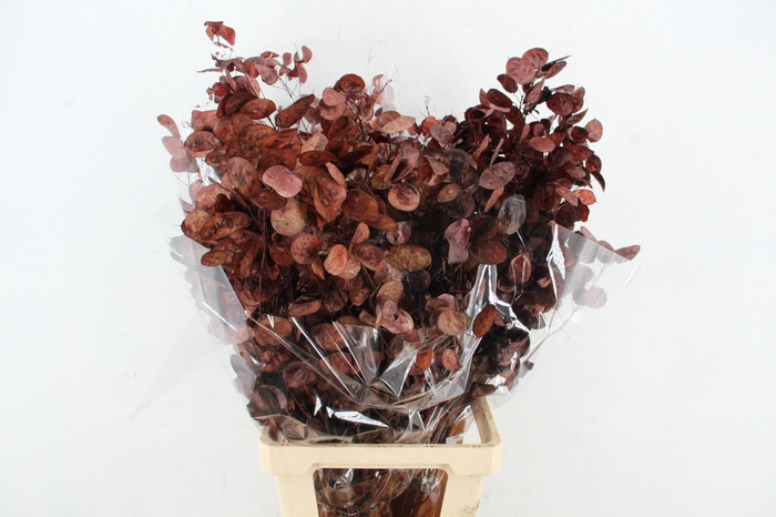 <h4>DF Lunaria Bs Brown</h4>