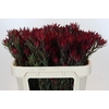 Leucadendron Blush Spray