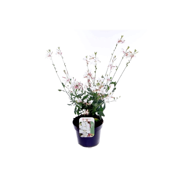 <h4>Gaura lind. Gaudi White</h4>