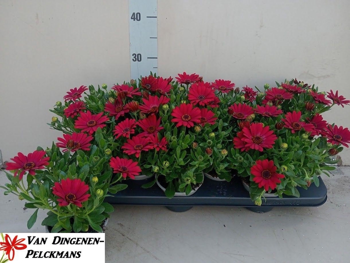 <h4>OSTEO FP RED</h4>