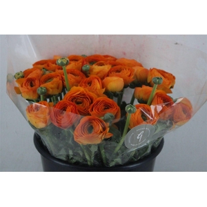 Ran Cloni Sup Lambada