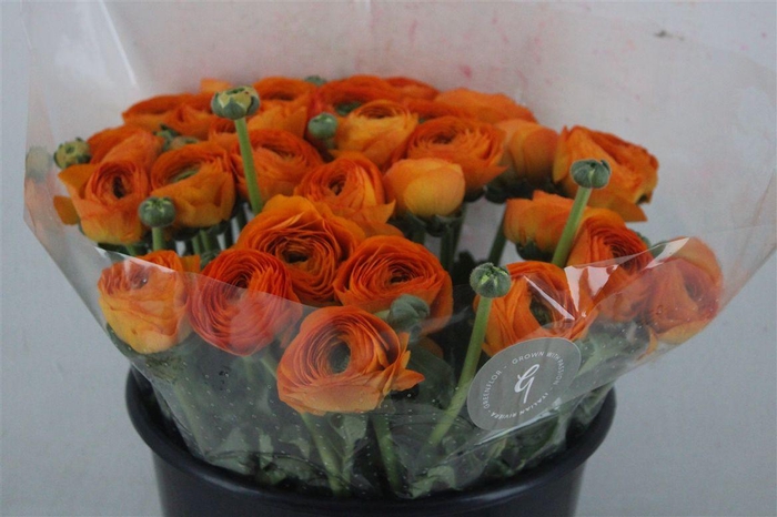 <h4>Ran Cloni Sup Lambada</h4>