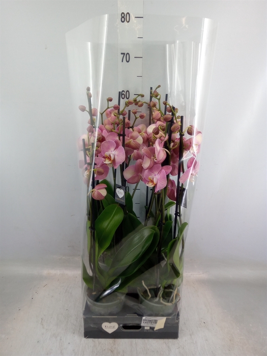 <h4>Phalaenopsis   ...</h4>