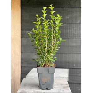 Ligustrum ovalifolium