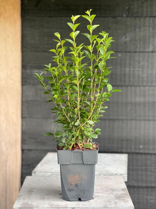 <h4>Ligustrum ovalifolium</h4>